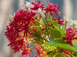 Tanaman obat yang tahan hujan. Jenis Tanaman Obat Lengkap Dari A Z Beserta Gambar Dan Khasiatnya Bibit Online