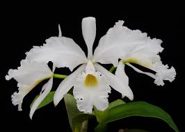 Image result for Harveya alba