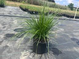 Image result for Deschampsia