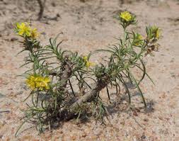 Image result for Vahlia