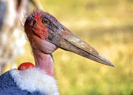 Marabou Stork Google Search Planet Pictures Animals Wildlife Photography