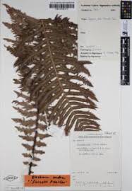 Image result for Blechnum punctulatum