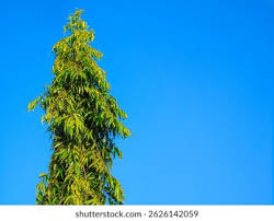 Image result for Monoon longifolium