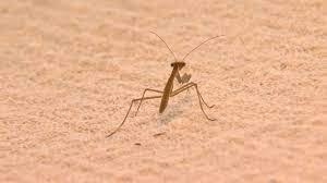 Maybe you would like to learn more about one of these? Hundreds Of Praying Mantises Invade Woman S Home Video Abc News