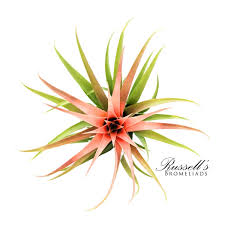 Image result for Buchnera capitata