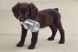 Pin By Paige Kiley On My Fur Babies 3 Spaniel Puppies For Sale Boykin Spaniel Boykin Spaniel Puppies