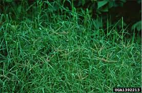 Image result for Cynodon aethiopicus