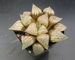 Image result for Haworthia mix