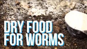 Earthworms love feeding on cornmeal. Homemade Dry Worm Food Worm Chow Youtube