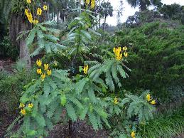 Image result for Senna didymobotrya