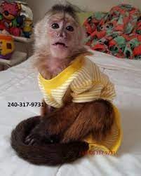 23 Monkeys For Sale Ideas In 2021 Monkeys For Sale Pet Monkey Cute Monkey