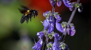 Keep reading to find out. What Keeps Carpenter Bees Away 8 Ways To Repel Carpenter Bees