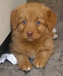 6 tri coloured beautiful puppies. 93 Nova Scotia Duck Tolling Retriever Ideen Hunde Tiere Susse Tiere