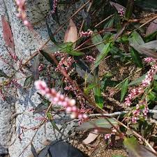 Image result for Persicaria decipiens