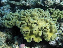 Image result for Sarcophyte