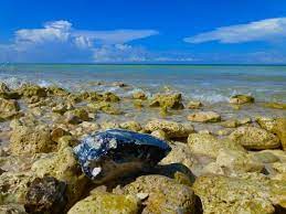 Honeymoon Island State Park I Love Shelling Honeymoon Island State Parks Geology Rocks