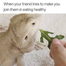 Pin By Living Legacy Academy Strive On F U N N Y Video Bearded Dragon Cute Cute Funny Animals Funny Animal Pictures