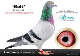 Leo Heremans Auction Amazes The World Of Pigeon Racing His Pigeon Family Is Sold For 4 346 500 Euro A New World Record Pigeon Auction Racing Pigeons Pigeon