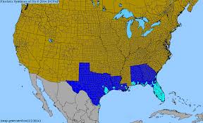 Image result for Zeuxine stammleri