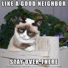 Funny Cat Memes Dump 2018 54 Pictures Ladnow Grumpy Cat Humor Grumpy Cat Quotes Grumpy Cat Meme