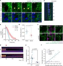 Maybe you would like to learn more about one of these? Adhesion Mediated Heterogeneous Actin Organization Governs Apoptotic Cell Extrusion Biorxiv