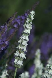 An seinen natürlichen standorten ist mehr geduld gefragt. Weissbluhender Garten Lavendel Lavandula Angustifolia Alba Gunstig Online Kaufen