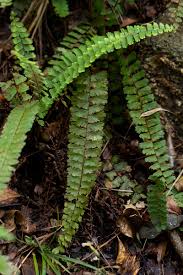 Image result for Adiantum incisum