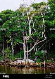 Image result for Heritiera