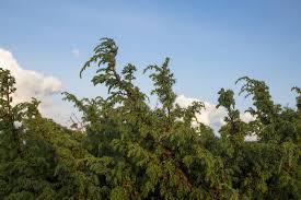 Image result for Juniperus procera