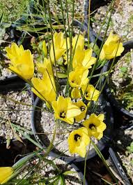 Image result for Gladiolus trichonemifolius