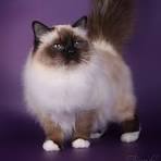 Sacred Birman - Holygateway`s Cattery & Kennel