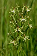 Image result for Habenaria perpulchra