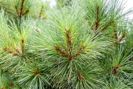 Image result for Pinus