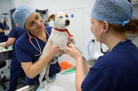 New rules for the third stimulus check will affect you if you have dependents. How Much Do Veterinarians Make