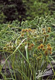 Image result for Cyperus glaucophyllus