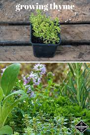 How To Grow Thyme In Little Containers At Home Antibacterial Antiseptic Planting Herbs Growing Herbs Indoors Growing Thyme