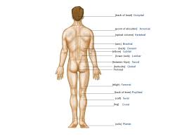 Anatomical terminology is a form of scientific terminology used by anatomists, zoologists, and health professionals such as doctors. Review Of Scientific Names Of Body Parts Ppt Video Online Download