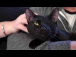 Maybe you would like to learn more about one of these? The Maker Of Arm Hammer Cat Litter Launches Feline Generous An Online Platform That Puts Local Cat Shelters Front And Center To Increase Adoption And Donations