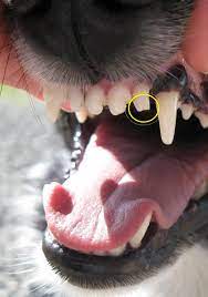 Just like people, dogs can break or fracture their teeth. Bully Sticks And Broken Teeth
