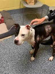 Manchester Police seek information on abused pitbull