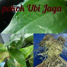 Pencuci muka untuk mencerahkan kulit himalaya. Pokok Ubi Jaga Smilax Myosotiflora Herba Bg Merawat Mengubat Batin Lelaki Secara Semulajadi Shopee Malaysia
