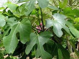 Image result for Ficus