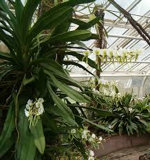 Image result for Angraecum moandense