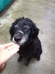 Is the mn wild adopting a coco's heart dog? Surprising Reasons Elderly Pups Have Trouble Getting Adopted Barkpost