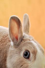 None of burt's bees ingredients, formulations, or finished products are tested on animals, anywhere in the world. Tierversuche Archive The Original Copy
