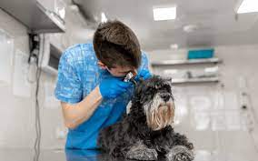 Get directions, reviews and information for skyline pet hospital in daly city, ca. Daly City Veterinary Blog City Pet Hospital