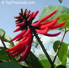 Image result for Erythrina livingstoniana