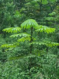 Image result for Musanga