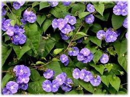 Image result for Jacquemontia paniculata