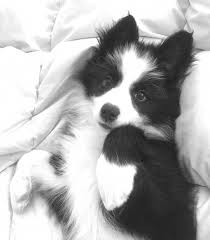 Black And White Collie Dog Border Collie On Instagram Boa Noite I Found My Way Onto Mums Bed Good Night Photo Credit Dolly The Collie Puppies Collie Dog Border Collie Dog